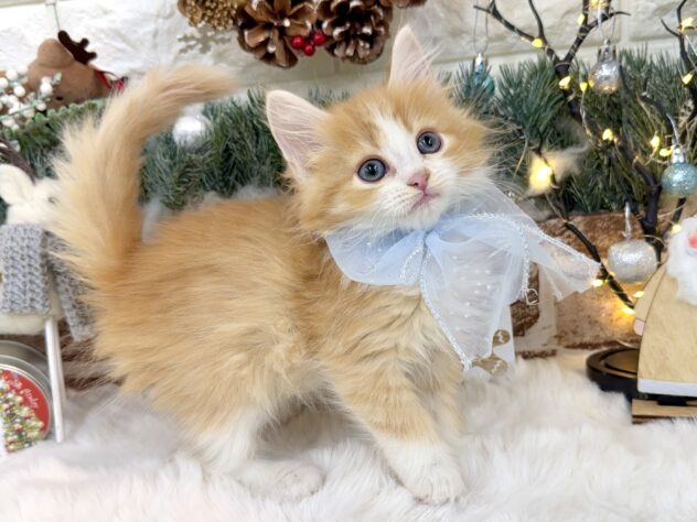 兵庫県のミヌエット (ワンキャラット アミーゴ姫路花田店/2025年10月19日生まれ/男の子/レッドタビーホワイト)の子猫の4枚目の画像