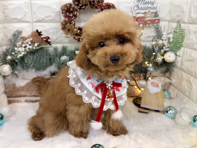 兵庫県のトイプードル(トイ) (ワンキャラット アミーゴ姫路花田店/2025年7月31日生まれ/女の子/レッドフォーン)の子犬の1枚目の画像