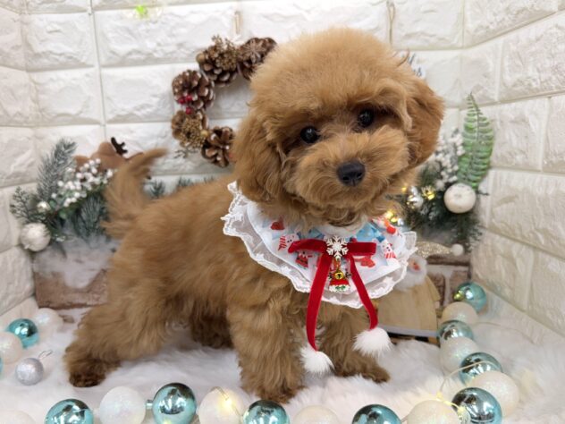 兵庫県のトイプードル(トイ) (ワンキャラット アミーゴ姫路花田店/2025年7月31日生まれ/女の子/レッドフォーン)の子犬の2枚目の画像