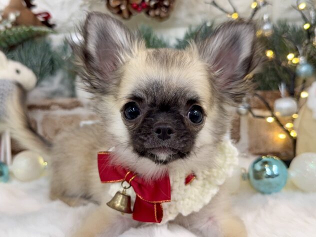 兵庫県のチワワ(ロング) (ワンキャラット アミーゴ姫路花田店/2025年8月29日生まれ/女の子/フォーン)の子犬の1枚目の画像