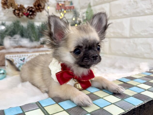 兵庫県のチワワ(ロング) (ワンキャラット アミーゴ姫路花田店/2025年8月29日生まれ/女の子/フォーン)の子犬の3枚目の画像