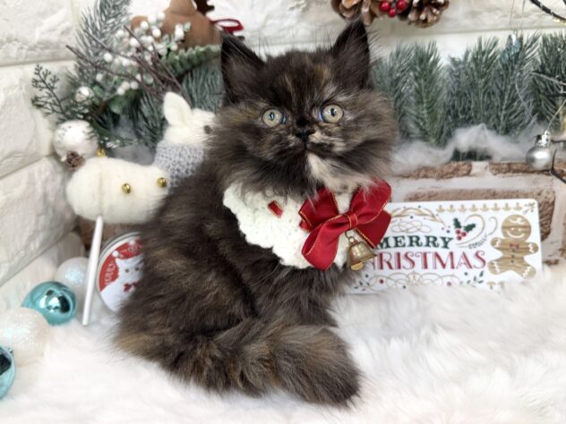 兵庫県のラガマフィン (ワンキャラット アミーゴ姫路花田店/2025年10月19日生まれ/女の子/トーティーシェル)の子猫の2枚目の画像