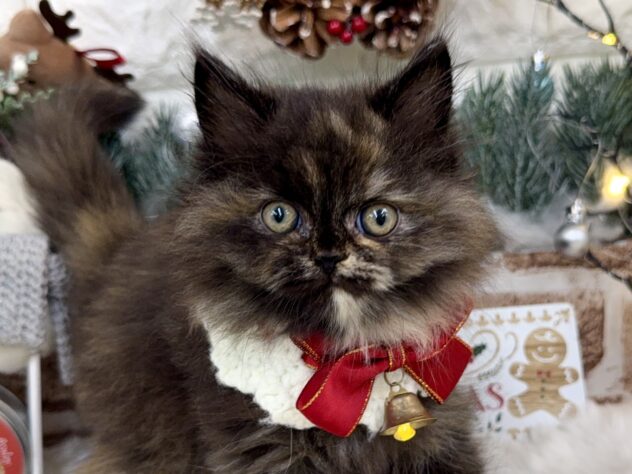 兵庫県のラガマフィン (ワンキャラット アミーゴ姫路花田店/2025年10月19日生まれ/女の子/トーティーシェル)の子猫の1枚目の画像