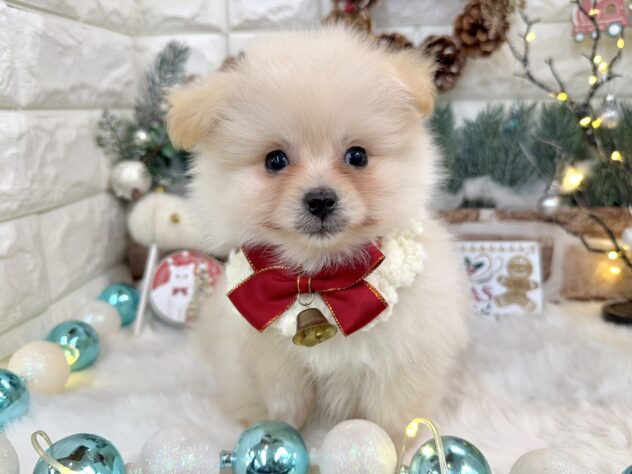 兵庫県のハーフ犬・ミックス犬 (ワンキャラット アミーゴ姫路花田店/2025年10月24日生まれ/女の子/クリーム)の子犬の2枚目の画像