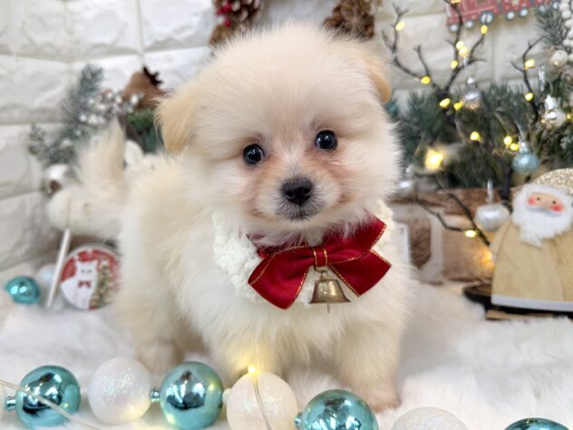 兵庫県のハーフ犬・ミックス犬 (ワンキャラット アミーゴ姫路花田店/2025年10月24日生まれ/女の子/クリーム)の子犬の3枚目の画像