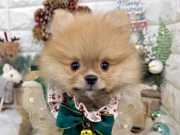 兵庫県のポメラニアン (ワンキャラット アミーゴ姫路花田店/2025年10月12日生まれ/男の子/オレンジ)の子犬の1枚目の画像