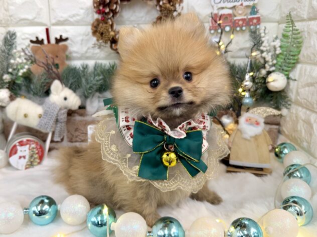 兵庫県のポメラニアン (ワンキャラット アミーゴ姫路花田店/2025年10月12日生まれ/男の子/オレンジ)の子犬の2枚目の画像