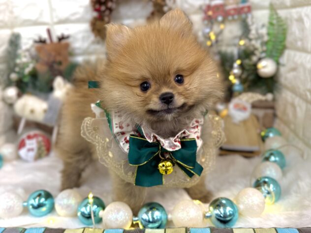 兵庫県のポメラニアン (ワンキャラット アミーゴ姫路花田店/2025年10月12日生まれ/男の子/オレンジ)の子犬の3枚目の画像