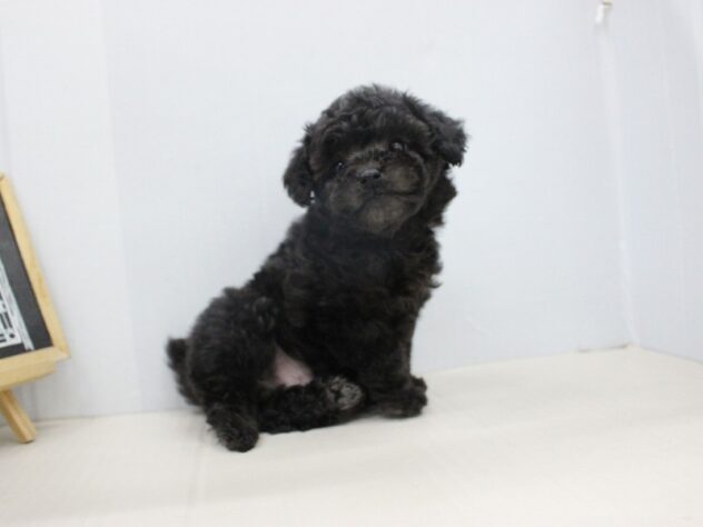 兵庫県のトイプードル(トイ) (ペット・プラザ アミーゴつかしん店/2025年10月23日生まれ/男の子/グレー)の子犬の1枚目の画像