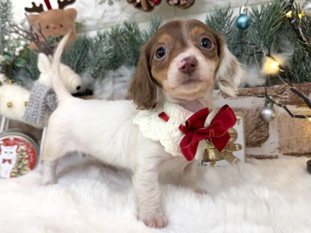 兵庫県のミニチュアダックスフンド(ロング) (ワンキャラット アミーゴ姫路花田店/2025年10月23日生まれ/女の子/チョコレートタンパイボールド)の子犬の3枚目の画像