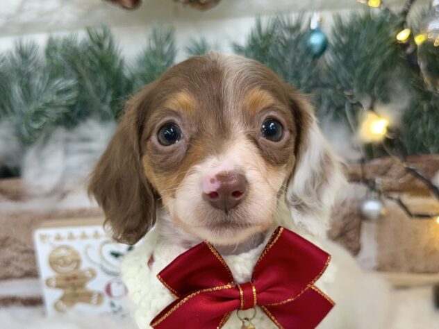 兵庫県のミニチュアダックスフンド(ロング) (ワンキャラット アミーゴ姫路花田店/2025年10月23日生まれ/女の子/チョコレートタンパイボールド)の子犬の1枚目の画像