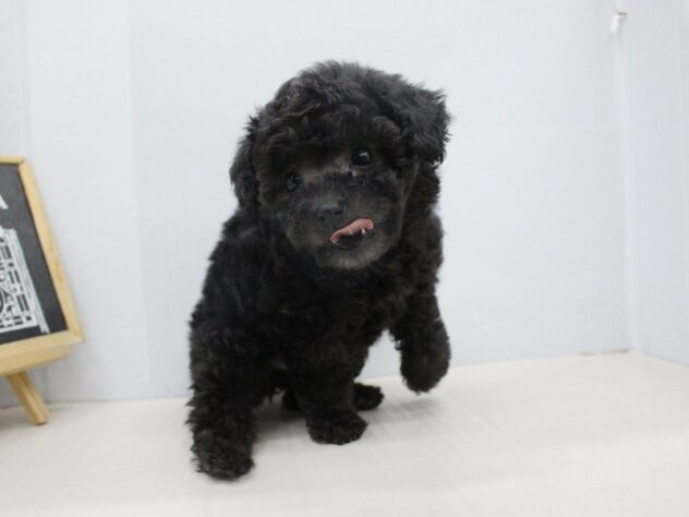 兵庫県のトイプードル(トイ) (ペット・プラザ アミーゴつかしん店/2025年10月23日生まれ/男の子/グレー)の子犬の2枚目の画像