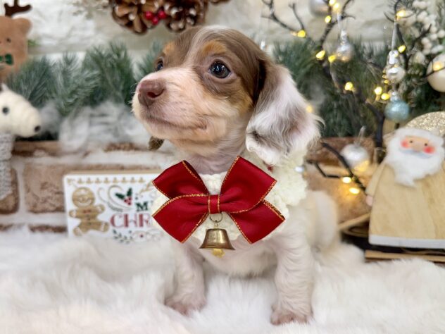 兵庫県のミニチュアダックスフンド(ロング) (ワンキャラット アミーゴ姫路花田店/2025年10月23日生まれ/女の子/チョコレートタンパイボールド)の子犬の2枚目の画像