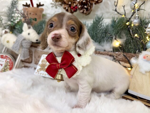 兵庫県のミニチュアダックスフンド(ロング) (ワンキャラット アミーゴ姫路花田店/2025年10月23日生まれ/女の子/チョコレートタンパイボールド)の子犬の4枚目の画像