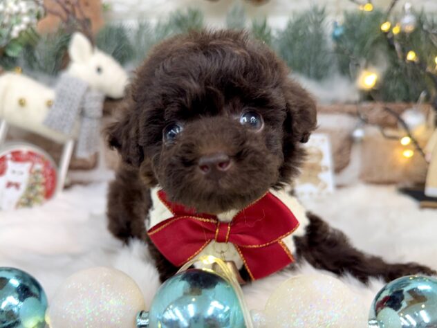 兵庫県のトイプードル(トイ) (ワンキャラット アミーゴ姫路花田店/2025年10月16日生まれ/女の子/ブラウン)の子犬の1枚目の画像