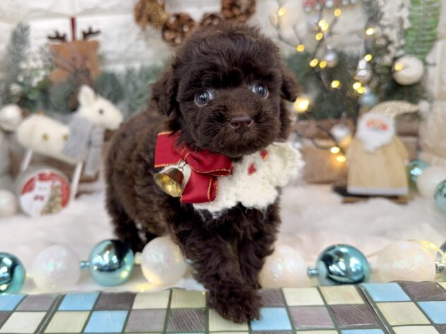 兵庫県のトイプードル(トイ) (ワンキャラット アミーゴ姫路花田店/2025年10月16日生まれ/女の子/ブラウン)の子犬の2枚目の画像