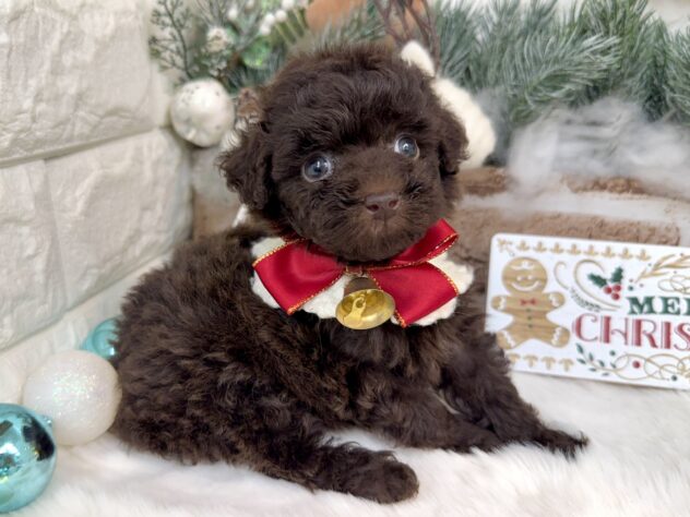 兵庫県のトイプードル(トイ) (ワンキャラット アミーゴ姫路花田店/2025年10月16日生まれ/女の子/ブラウン)の子犬の3枚目の画像