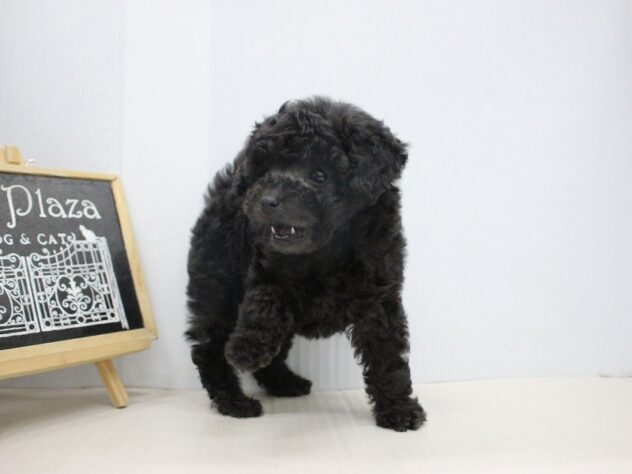 兵庫県のトイプードル(トイ) (ペット・プラザ アミーゴつかしん店/2025年10月23日生まれ/男の子/グレー)の子犬の3枚目の画像