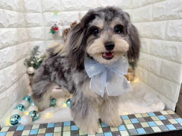 兵庫県のハーフ犬・ミックス犬 (ワンキャラット アミーゴ姫路花田店/2025年3月25日生まれ/男の子/ブルーマール)の子犬の2枚目の画像