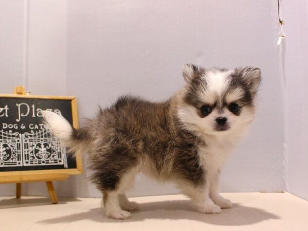 兵庫県のポメチワ/チワポメ/ポメチー(ポメラニアン×チワワ) (ペット・プラザ アミーゴつかしん店/2025年10月24日生まれ/男の子/ウルフセーブルホワイト)の子犬の4枚目の画像