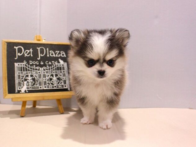 兵庫県のポメチワ/チワポメ/ポメチー(ポメラニアン×チワワ) (ペット・プラザ アミーゴつかしん店/2025年10月24日生まれ/男の子/ウルフセーブルホワイト)の子犬の3枚目の画像