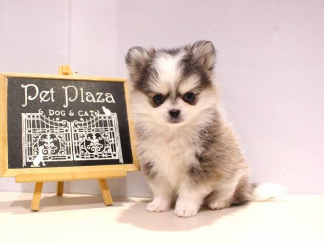 兵庫県のポメチワ/チワポメ/ポメチー(ポメラニアン×チワワ) (ペット・プラザ アミーゴつかしん店/2025年10月24日生まれ/男の子/ウルフセーブルホワイト)の子犬の2枚目の画像