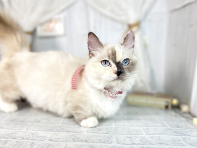 香川県のマンチカン (ワンキャラット アミーゴ屋島店/2025年6月20日生まれ/女の子/ブルートーティポイントホワイト)の子猫