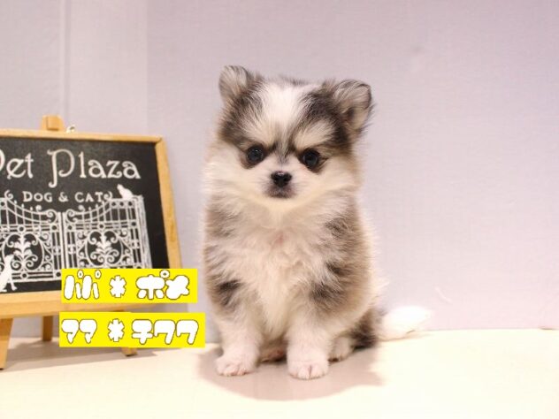 兵庫県のポメチワ/チワポメ/ポメチー(ポメラニアン×チワワ) (ペット・プラザ アミーゴつかしん店/2025年10月24日生まれ/男の子/ウルフセーブルホワイト)の子犬の1枚目の画像
