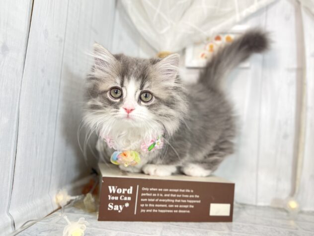 香川県のミヌエット (ワンキャラット アミーゴ屋島店/2025年9月21日生まれ/女の子/ブルータビーホワイト)の子猫の1枚目の画像