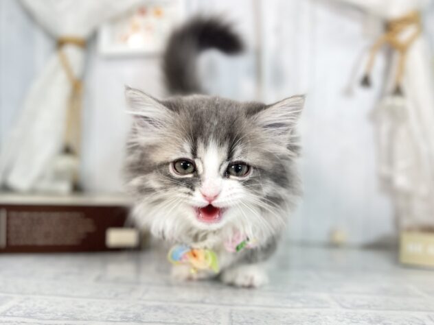 香川県のミヌエット (ワンキャラット アミーゴ屋島店/2025年9月21日生まれ/女の子/ブルータビーホワイト)の子猫の3枚目の画像