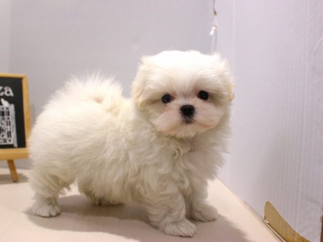 兵庫県のマルチーズ (ペット・プラザ アミーゴつかしん店/2025年10月20日生まれ/女の子/ホワイト)の子犬の3枚目の画像