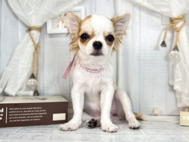 香川県のチワワ(ロング) (ワンキャラット アミーゴ屋島店/2025年7月17日生まれ/女の子/レッドホワイト)の子犬