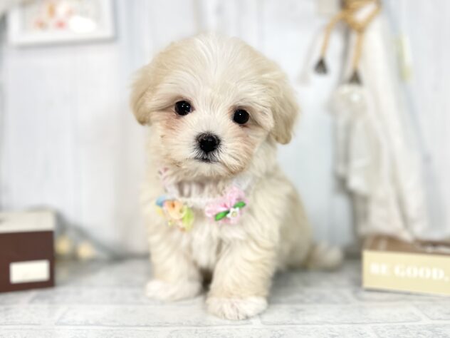 香川県のハーフ犬・ミックス犬 (ワンキャラット アミーゴ屋島店/2025年10月3日生まれ/女の子/クリーム)の子犬