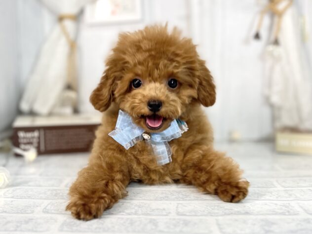 香川県のトイプードル(トイ) (ワンキャラット アミーゴ屋島店/2025年7月28日生まれ/男の子/オレンジフォーン)の子犬