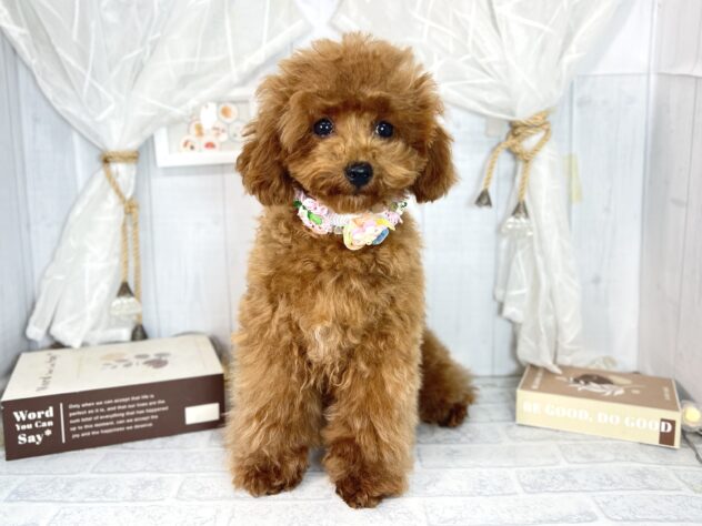 香川県のトイプードル(トイ) (ワンキャラット アミーゴ屋島店/2025年7月10日生まれ/女の子/レッドフォーン)の子犬