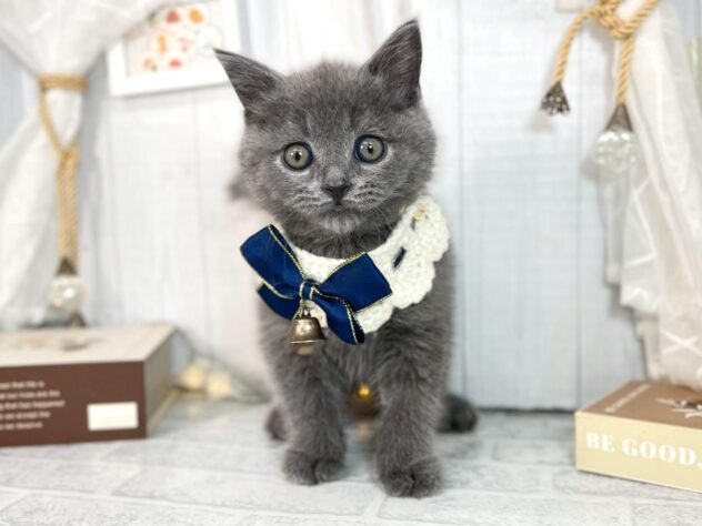 香川県のブリティッシュショートヘアー (ワンキャラット アミーゴ屋島店/2025年10月8日生まれ/男の子/ブルー)の子猫の1枚目の画像