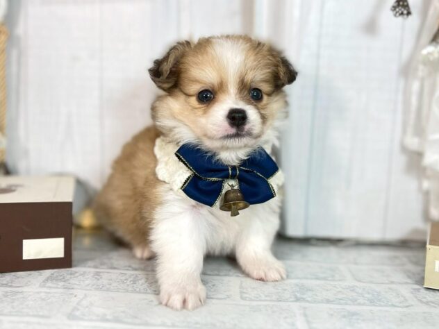 香川県のハーフ犬・ミックス犬 (ワンキャラット アミーゴ屋島店/2025年10月9日生まれ/男の子/レッドホワイト)の子犬の2枚目の画像