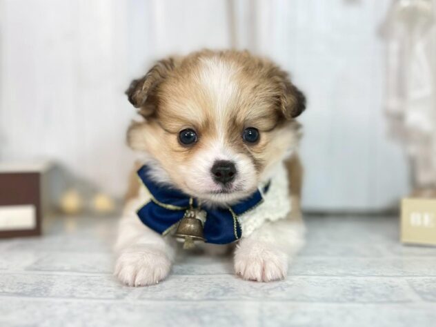 香川県のハーフ犬・ミックス犬 (ワンキャラット アミーゴ屋島店/2025年10月9日生まれ/男の子/レッドホワイト)の子犬の1枚目の画像