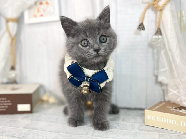 香川県のブリティッシュショートヘアー (ワンキャラット アミーゴ屋島店/2025年10月8日生まれ/男の子/ブルー)の子猫の2枚目の画像