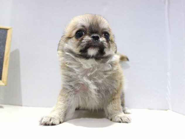 兵庫県のチワワ(ロング) (ペット・プラザ アミーゴつかしん店/2025年10月24日生まれ/男の子/レッド)の子犬の3枚目の画像