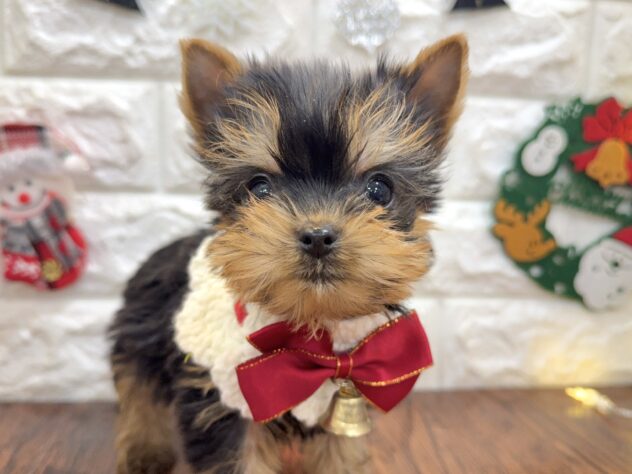 兵庫県のヨークシャーテリア (ワンキャラット アミーゴ姫路飾磨店/2025年10月9日生まれ/男の子/スチールブルータン)の子犬の1枚目の画像