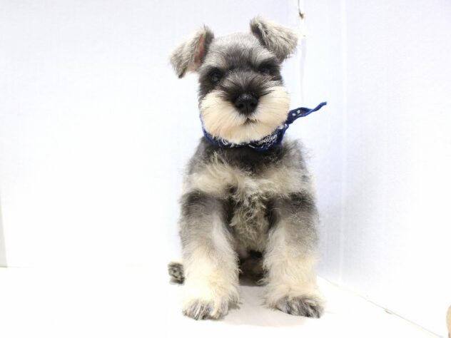 兵庫県のミニチュアシュナウザー (ペット・プラザ アミーゴつかしん店/2025年10月18日生まれ/男の子/ソルトペッパー)の子犬の1枚目の画像