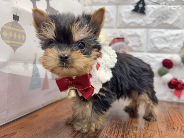 兵庫県のヨークシャーテリア (ワンキャラット アミーゴ姫路飾磨店/2025年10月9日生まれ/男の子/スチールブルータン)の子犬の3枚目の画像