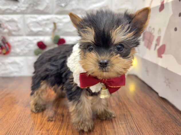 兵庫県のヨークシャーテリア (ワンキャラット アミーゴ姫路飾磨店/2025年10月9日生まれ/男の子/スチールブルータン)の子犬の2枚目の画像