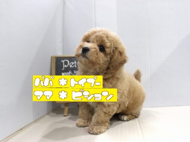 兵庫県のビションプー(ビションフリーゼ×プードル) (ペット・プラザ アミーゴつかしん店/2025年10月30日生まれ/男の子/アプリコット)の子犬の1枚目の画像