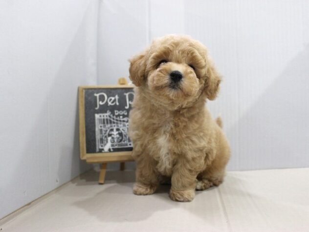 兵庫県のビションプー(ビションフリーゼ×プードル) (ペット・プラザ アミーゴつかしん店/2025年10月30日生まれ/男の子/アプリコット)の子犬の2枚目の画像