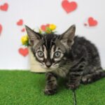 兵庫県のベンガル (ペット・プラザ アミーゴつかしん店/2025年8月7日生まれ/男の子/その他色)の子猫の3枚目の画像