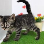 兵庫県のベンガル (ペット・プラザ アミーゴつかしん店/2025年8月7日生まれ/男の子/その他色)の子猫の2枚目の画像