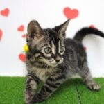 兵庫県のベンガル (ペット・プラザ アミーゴつかしん店/2025年8月7日生まれ/男の子/その他色)の子猫の1枚目の画像