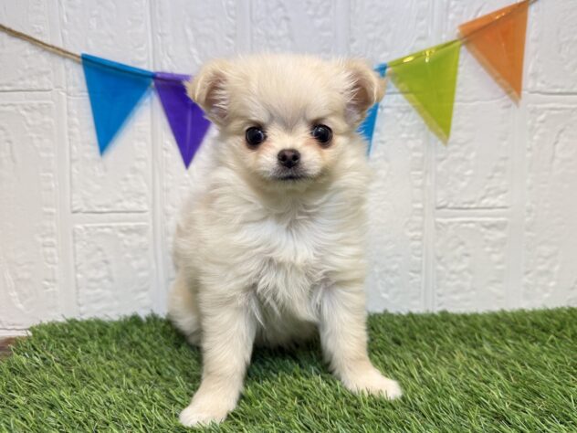 宮城県のチワワ(ロング) (アミーゴ仙台富沢店/2025年9月22日生まれ/女の子/クリーム)の子犬